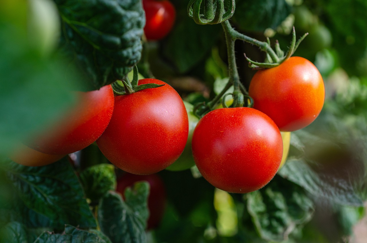 Quels légumes peut-on cultiver facilement dans un petit potager urbain ? découvrez comment cultiver facilement des légumes en ville avec notre guide pratique pour un potager urbain simple et réussi.