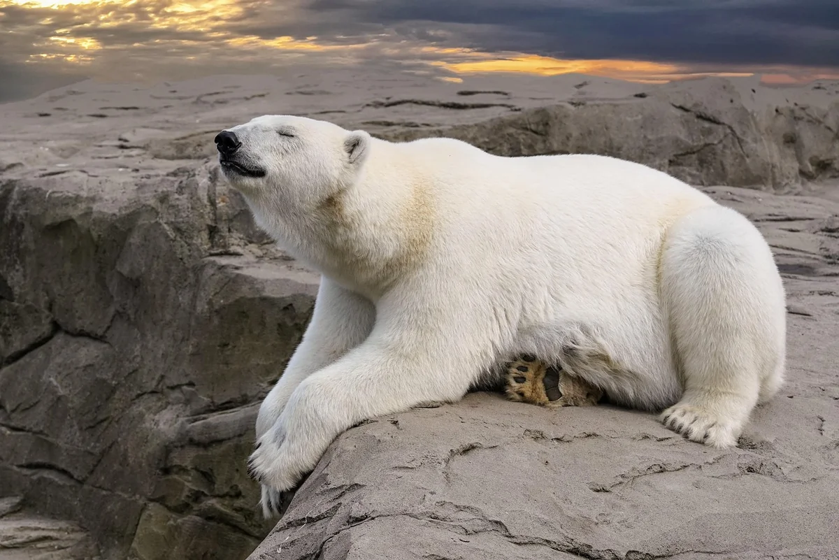 Comment sécuriser sa maison contre les ours : conseils pratiques (et vécus)