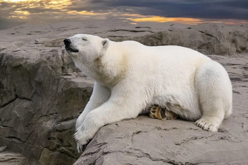 Comment sécuriser sa maison contre les ours : conseils pratiques (et vécus)