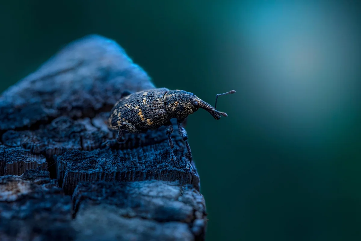 Découvrez quels insectes piquent la nuit et comment s'en protéger en 2026