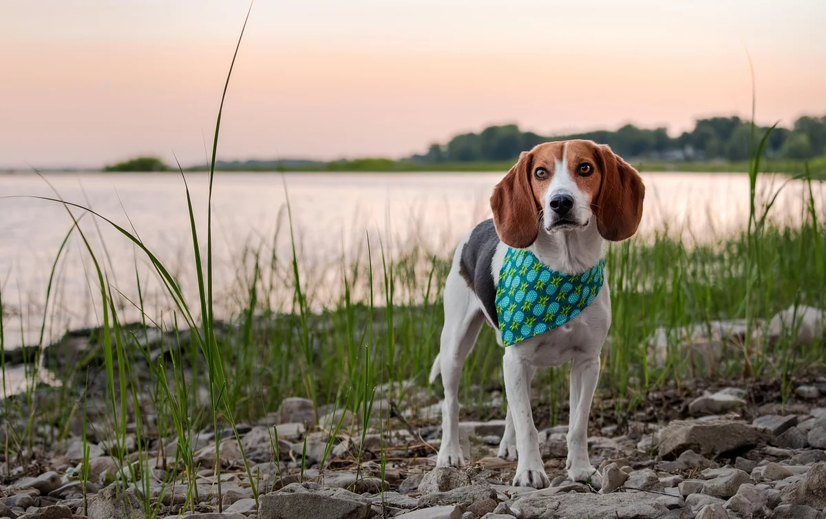 Prix détection canine punaise de lit : tarifs et budget 2026