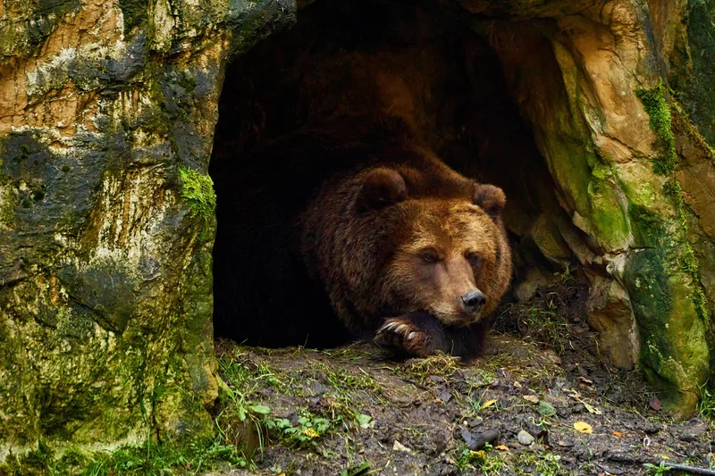 Quelle est l’habitation de l’ours ? Comparaison entre espèces