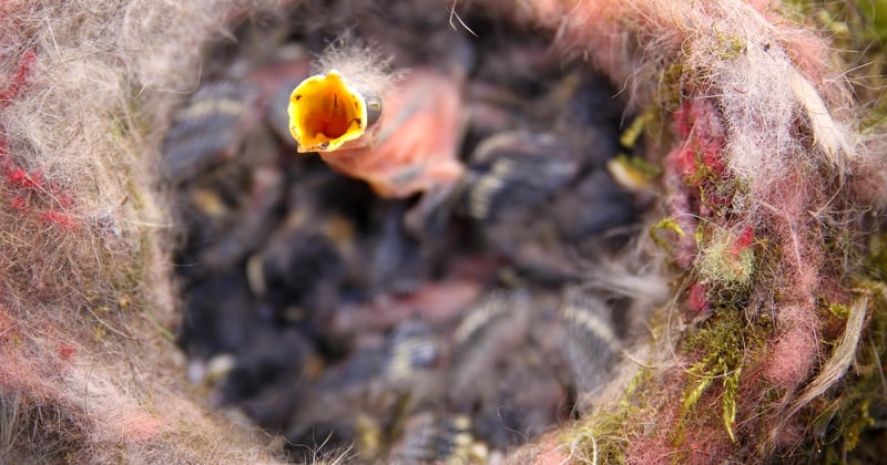 Mésange oisillon : comment reconnaître et aider ce petit oiseau