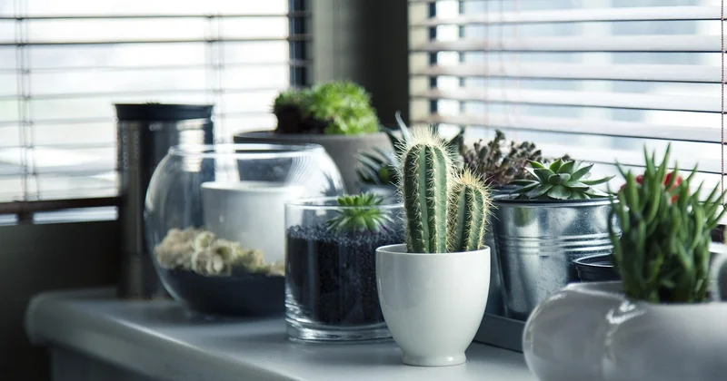 Quelles plantes cultiver vraiment en intérieur sans balcon ?