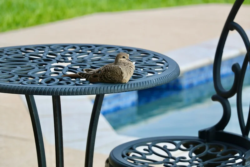 Comment habiller une piscine tubulaire en bois ?