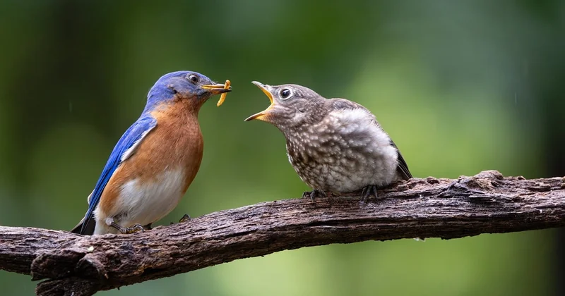Que donner à manger à un oisillon de mésange recueilli