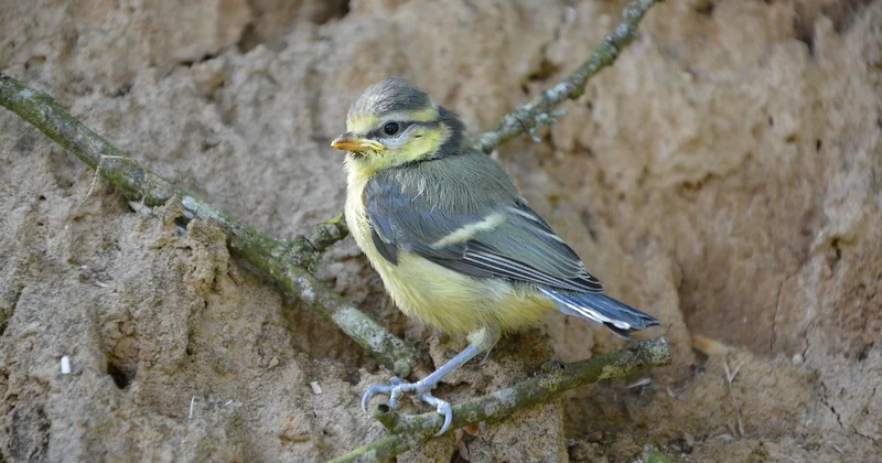 Que faire quand un oisillon de mésange tombe du nid