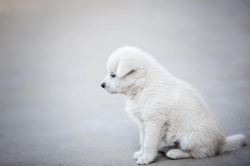 Détection canine vs méthodes classiques : le vrai rapport qualité-prix