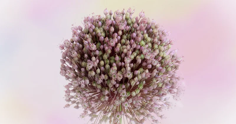Avec quelles couleurs associer le rose poudré ?