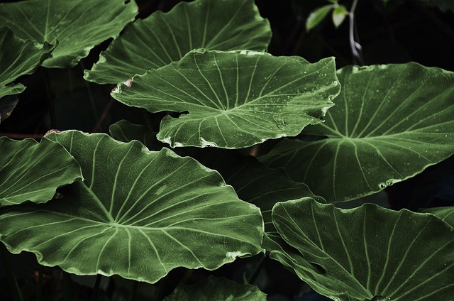 Aménager votre jardin : astuces déco pour un espace zen et accueillant