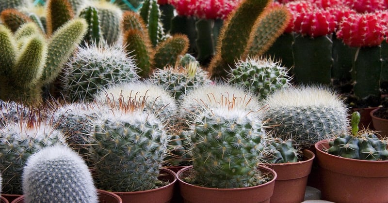 Jardin d'appartement sans balcon : 12 astuces pour créer un espace vert chez soi