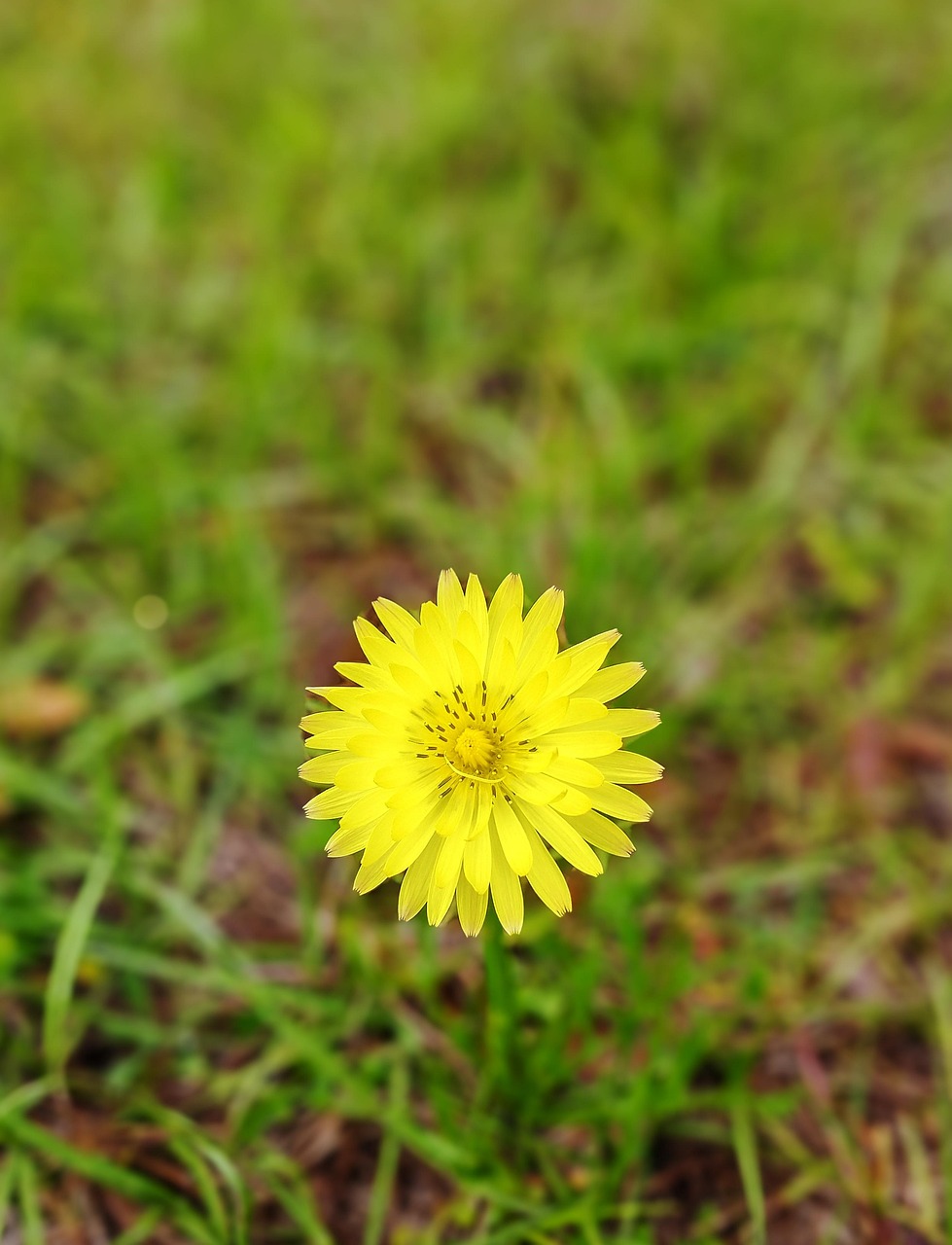 découvrez pourquoi votre pelouse jaunit et comment y remédier efficacement pour retrouver un gazon vert et sain toute l'année.
